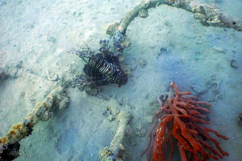 Rotfeuerfisch neben einem roten Schwamm