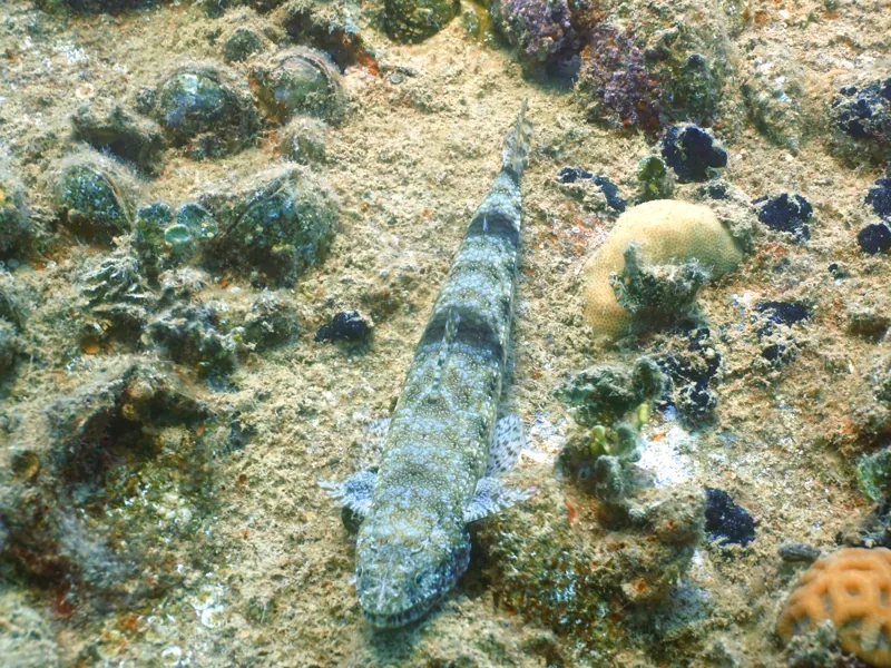 Gut getarnter Fisch auf dem bewachsenen Grund