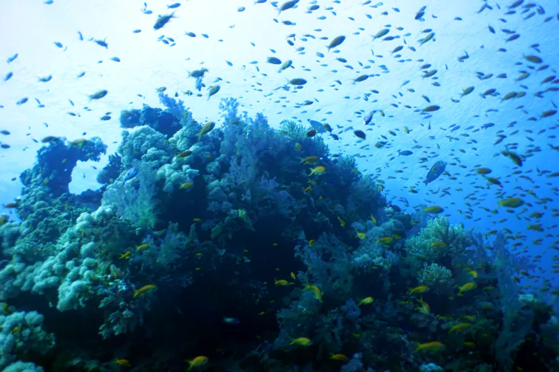 Korallenblock im Blauwasser, umschwärmt von kleinen Fischen