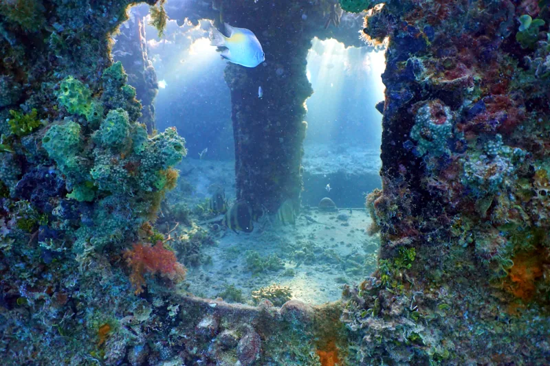 Blick durch eine bewachsene Wrack-Öffnung, Lichtstrahlen fallen ins Innere, vermutlich das Wrack der MS Balena